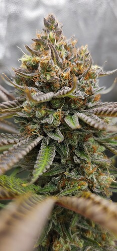 Growreport Bild 26