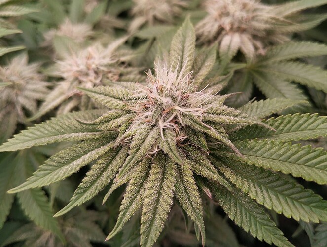 IMG_20250214_204730 - Kopie