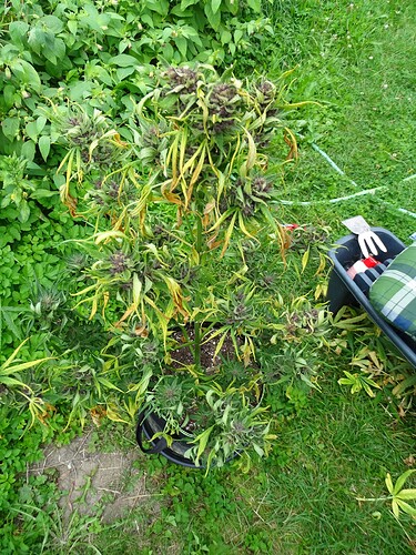 Growreport Bild 6