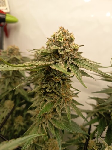 Growreport Bild 31