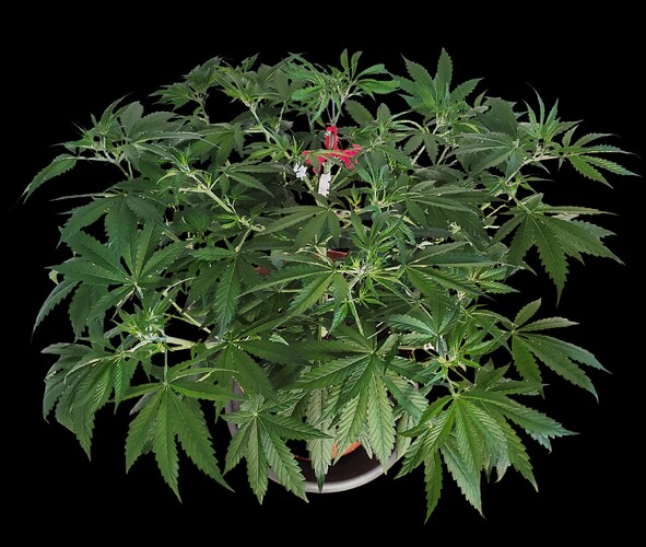 Growreport Bild 2