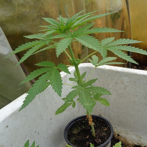 Chocolope neu