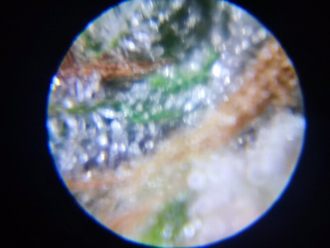 Growreport Bild 62