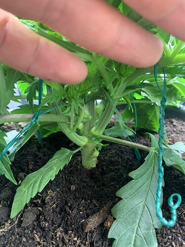 Growreport Bild 7