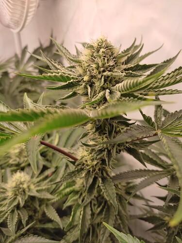Growreport Bild 6
