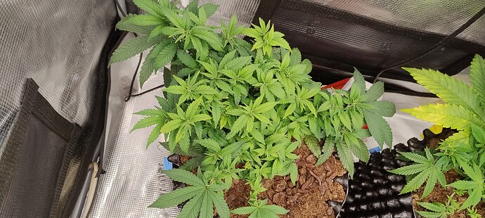 IMG_20251016_203530308