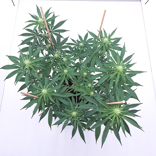 Growreport Bild 9