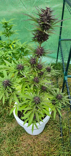 Growreport Bild 4