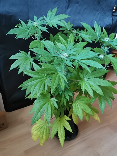 Growreport Bild 8