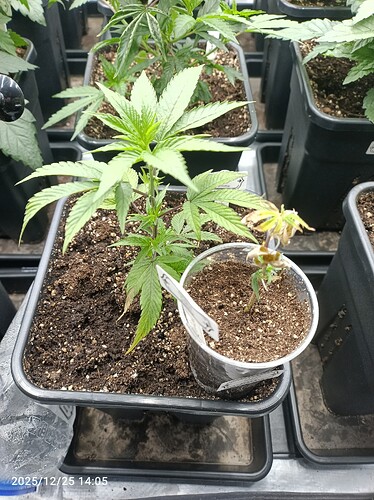 Growreport Bild 5