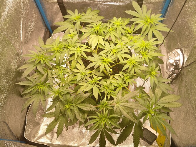 Growreport Bild 7
