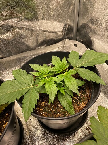 Growreport Bild 5