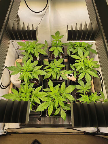 Growreport Bild 6