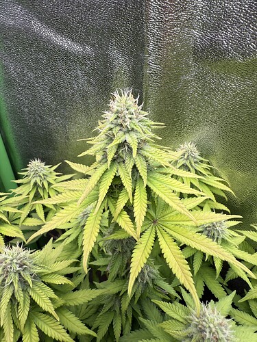 Growreport Bild 19