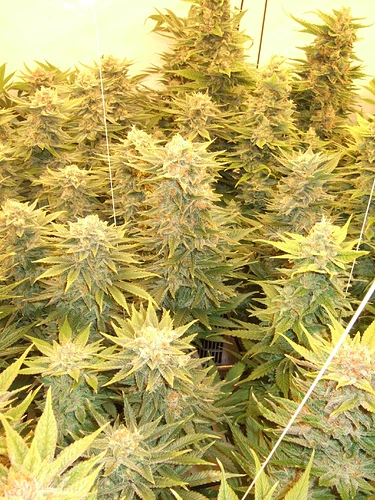 Growreport Bild 24