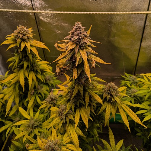 Growreport Bild 5