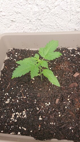 Growreport Bild 1