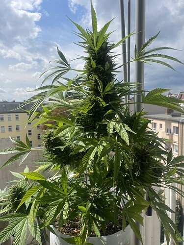 Growreport Bild 10