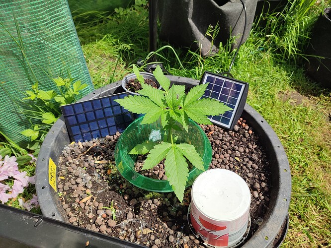 Growreport Bild 3
