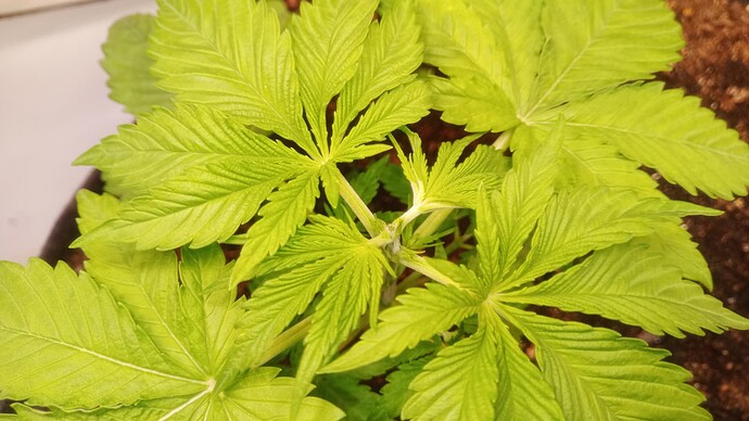 Growreport Bild 4