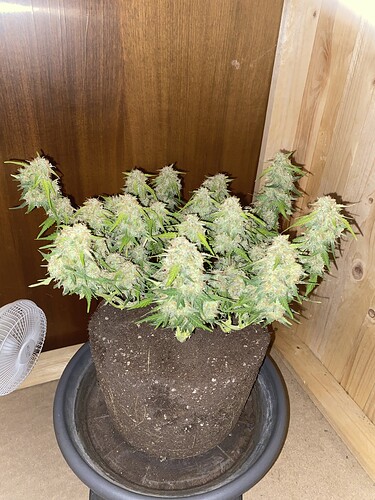 Growreport Bild 46