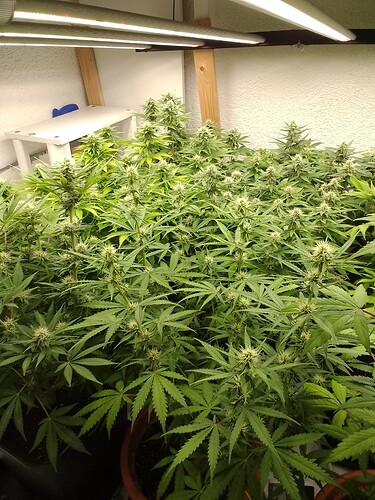 Growreport Bild 5