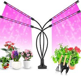 lampe