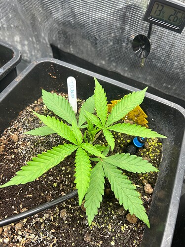 Growreport Bild 28