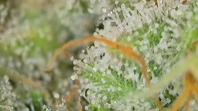 Growreport Bild 48