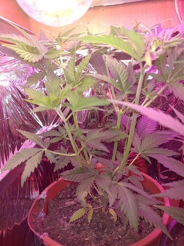 IMG_20240419_190820550