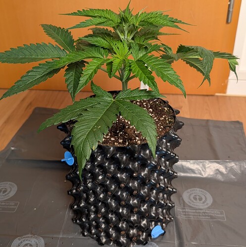 PXL_20250411_072247408.MP~2