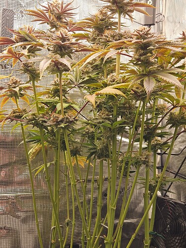 Growreport Bild 27