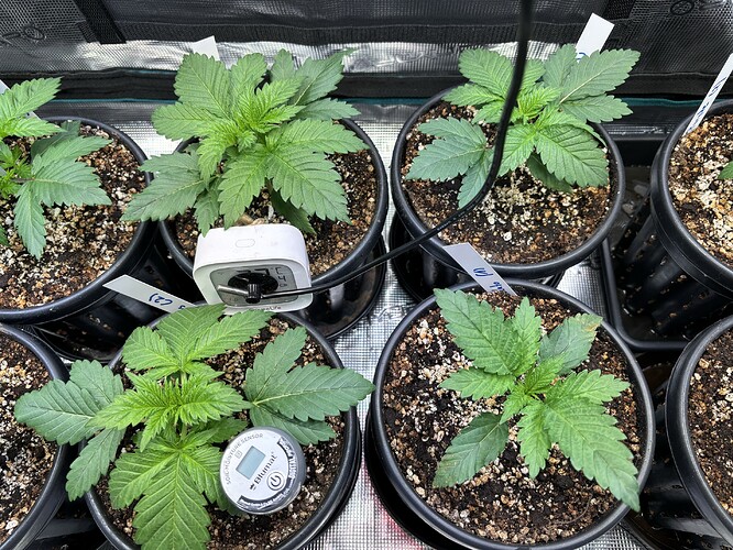 Growreport Bild 7