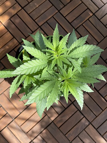Growreport Bild 5