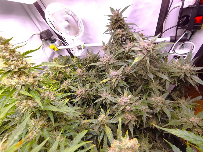 Growreport Bild 83