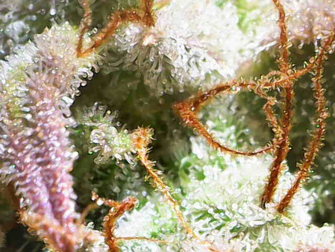Growreport Bild 23