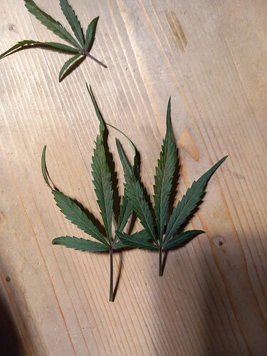 Growreport Bild 3