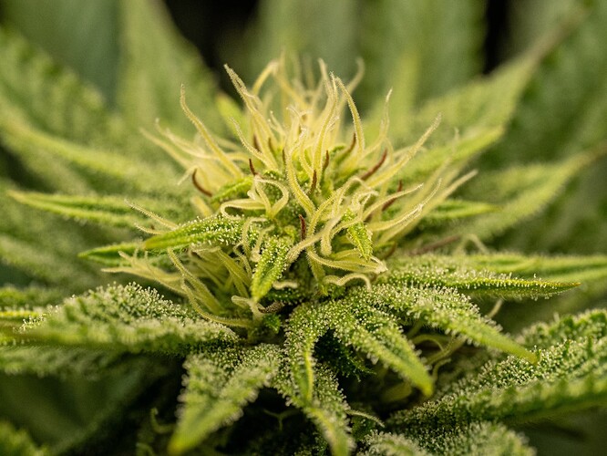 Growreport Bild 2