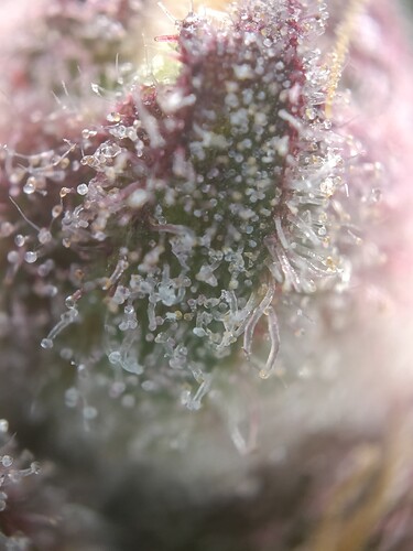 Growreport Bild 8