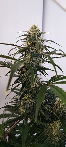Growreport Bild 2