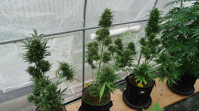 Growreport Bild 4