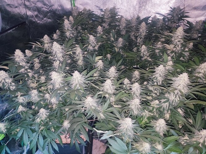 Growreport Bild 40