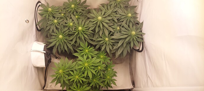 Growreport Bild 5