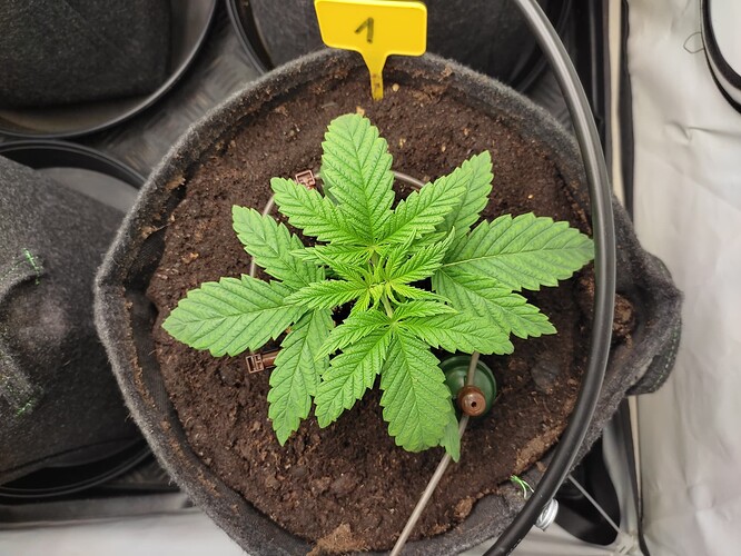 Growreport Bild 22