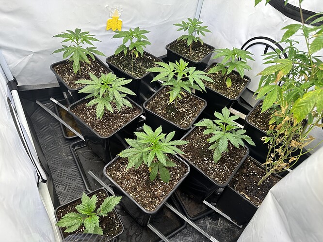 Growreport Bild 1