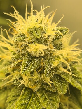 Growreport Bild 3