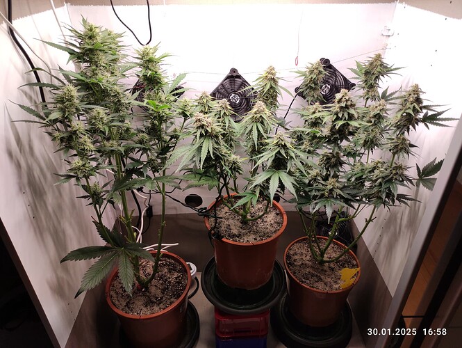 Growreport Bild 24