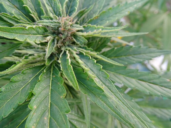 Growreport Bild 39