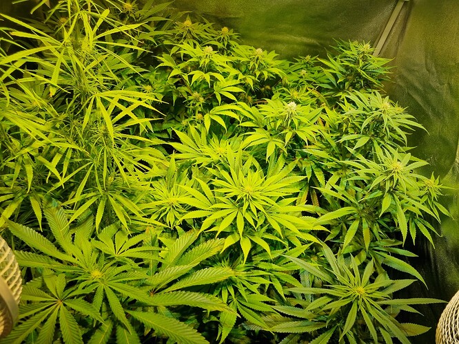 Mehrere Cannabispflanzen in der Wachstumsphase, die dicht beieinander stehen und hellgrüne Blätter aufweisen.