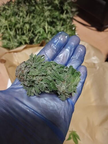 IMG_20250311_210233 - Kopie